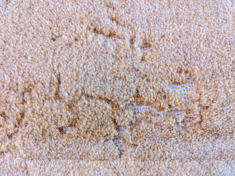 What Causes Carpet Moths & How to Get Rid of Them Fast